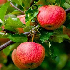 Jabloň domáca (Malus domestica) ´FUJI´- výška 140-170 cm, obvod kmeňa: 6/8 cm, kont. C10L - kvetináčová